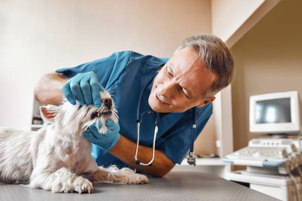 Best Same-Day Emergency Dentist in Hauser, ID